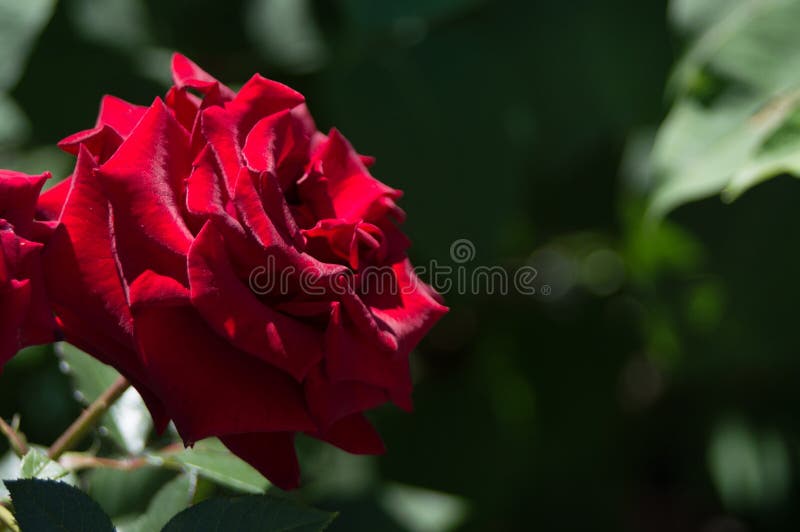 Hybride Thé Rose Noir Baccara. Une Grande Fleur Rouge Avec Une Teinte  Foncée Image stock - Image du décoratif, noir: 211924847