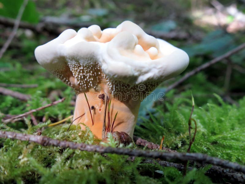 Hydnellum aurantiacum Mushroom