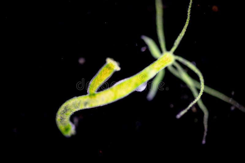 Hydra is a Genus of Small, Fresh-water Animals of the Phylum Cnidaria and  Class Hydrozoa. Stock Image - Image of genus, biology: 126720347
