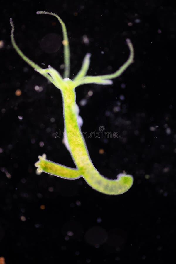 Hydra is a Genus of Small, Fresh-water Animals of the Phylum Cnidaria and  Class Hydrozoa. Stock Image - Image of disc, animals: 129085449