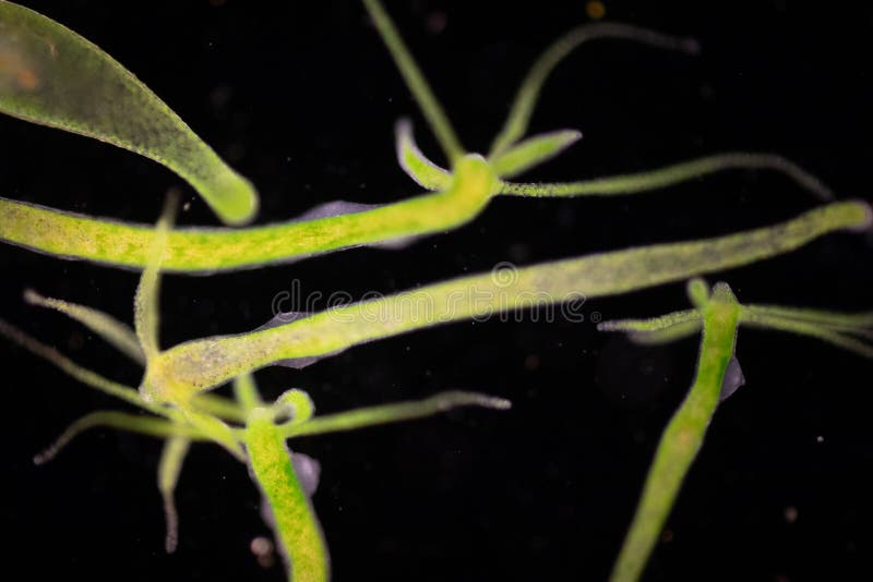 Hydra is a Genus of Small, Fresh-water Animals of the Phylum Cnidaria and  Class Hydrozoa. Stock Image - Image of microorganism, cnidocytes: 129087227