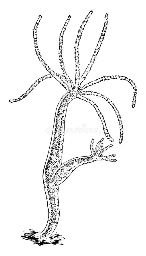 Hydra Anatomy