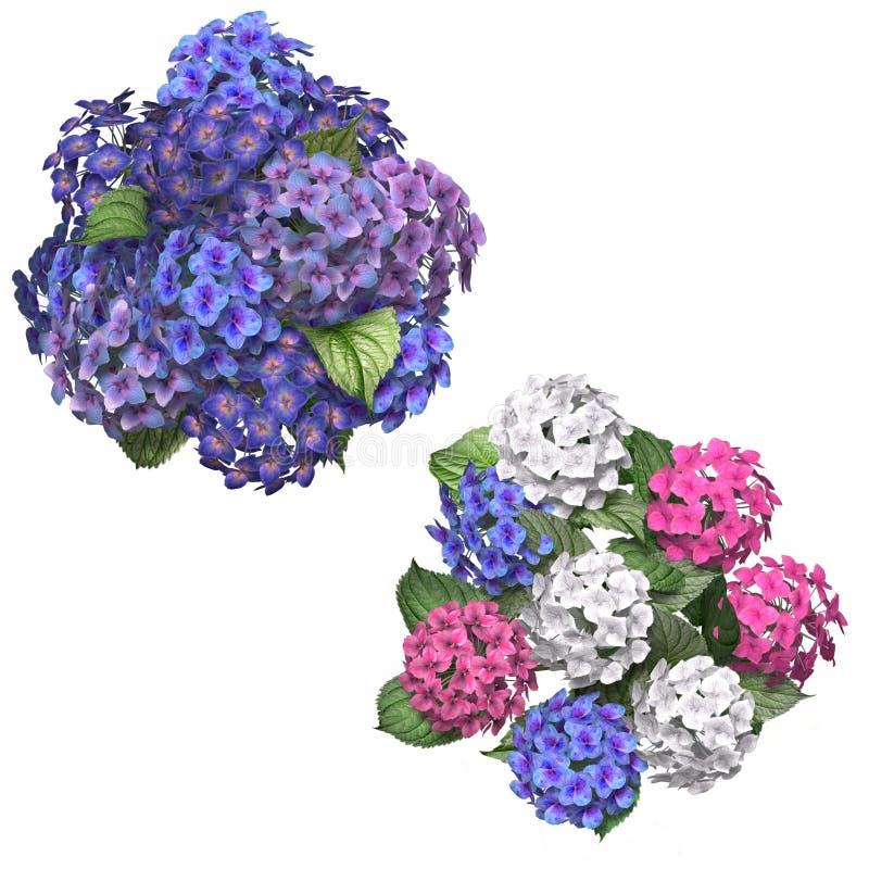 Hydrangea stock illustration