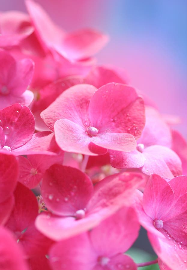 Hydrangea lizenzfreie stockbilder