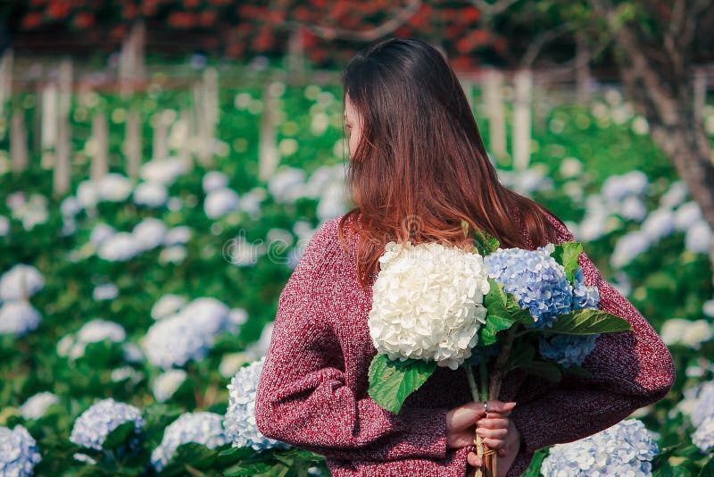 Μόνιμη στροφή γυναικών γύρω στα λουλούδια Hydrangea κήπων στοκ εικόνες