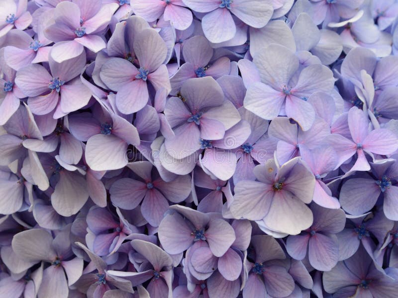 Download Hydrangea photo stock. Image du hydrangea, jardin, fleurs - 45357600