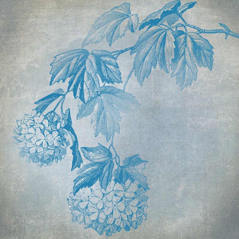 Hydrangea bleu illustration libre de droits Hydrangea bleu illustration libre de droits