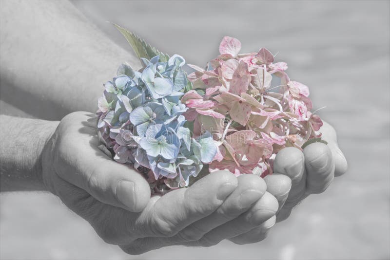 Hydrangea blossoms in a mans hand, farewell scene