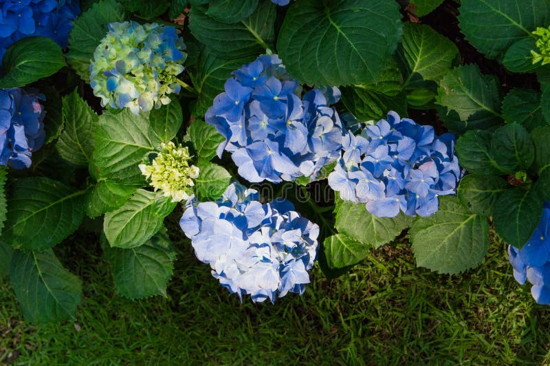 Hydrangea Blue Bloom Beautifully in the Garden Stock Image Image of