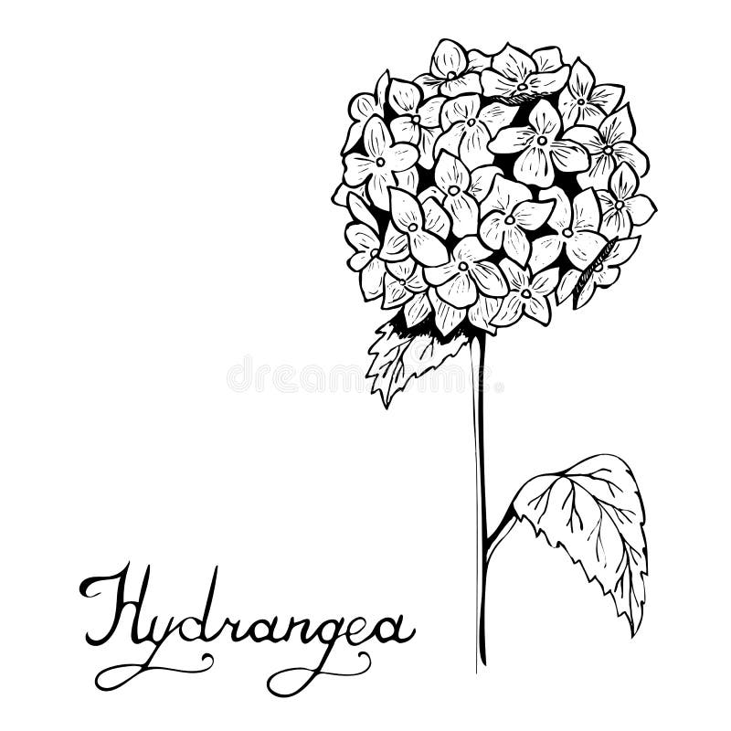 Hydrangea Botany Illustration