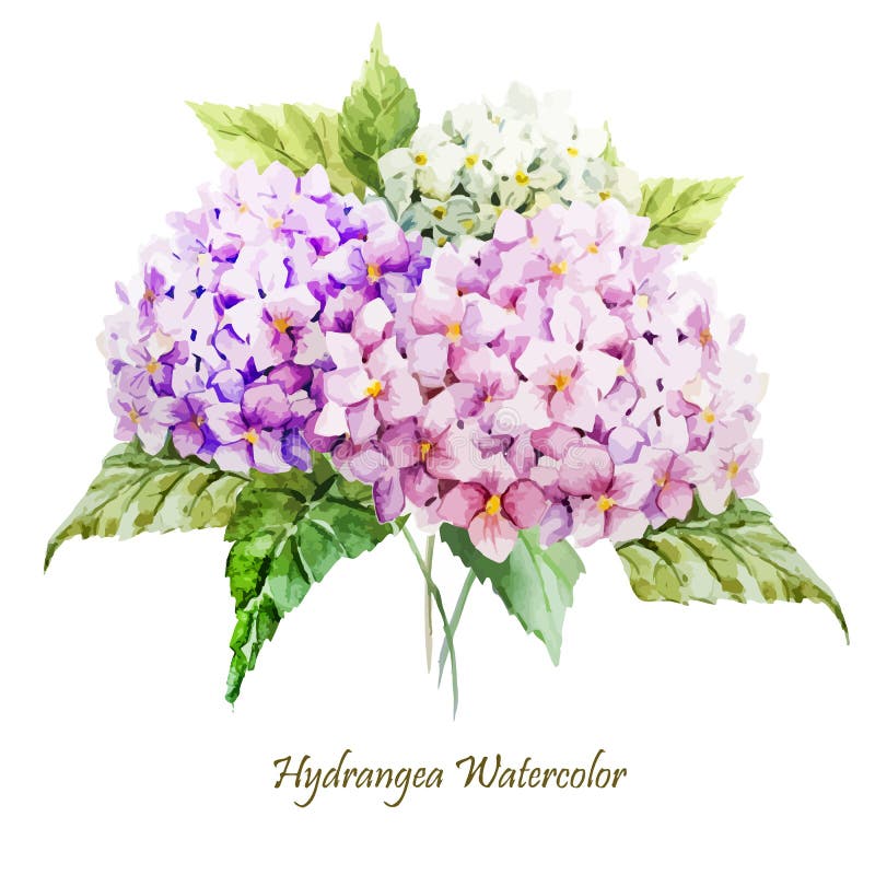 Hydrangea bouquet vector illustration Hydrangea bouquet vector illustration