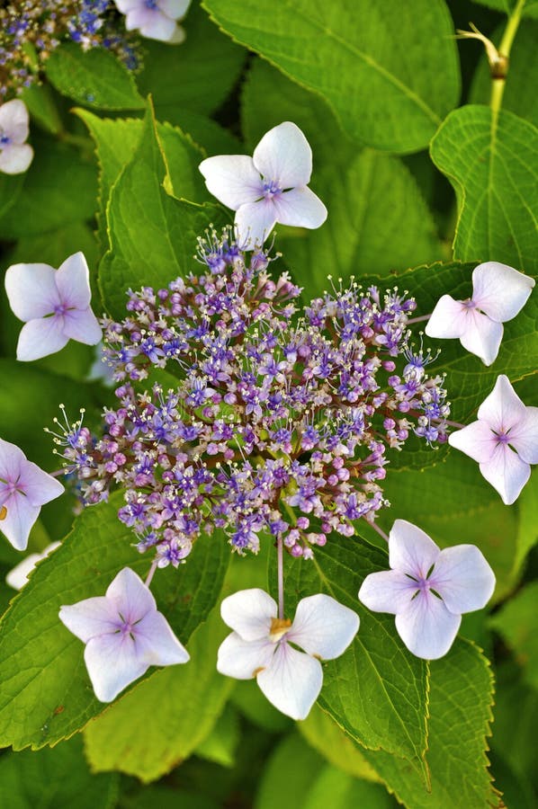 Hydrangea Buds