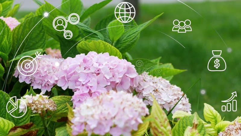 Pictograme de tip „Hydrangea bush closeupbusiness”. stock footage