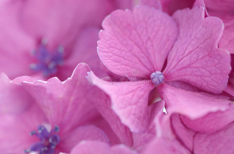 Hydrangea royalty free stock images
