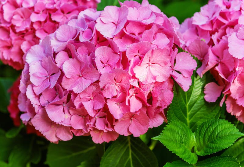 Hydrangea common names hydrangea or hortensia royalty free stock images