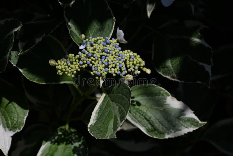 Hydrangea de Lacecap photo libre de droits Hydrangea de Lacecap photo libre de droits