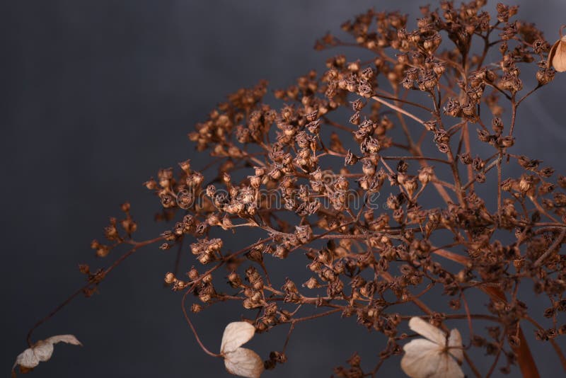 Dried hydrangea flowers stock image. Image of leaf, head - 110260383