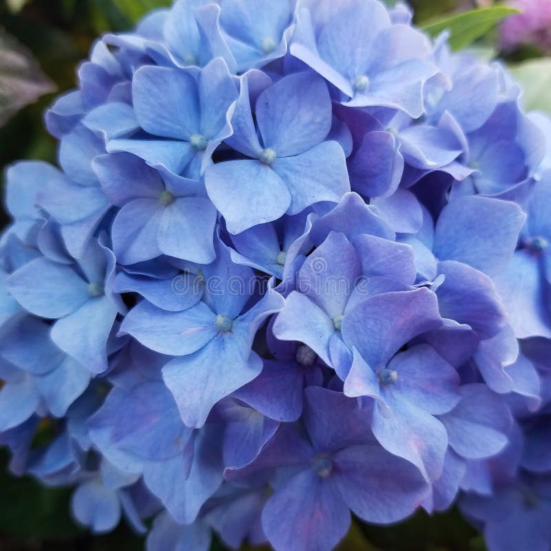 Hydrangea blue spring flowers. Flower background. Easter background.