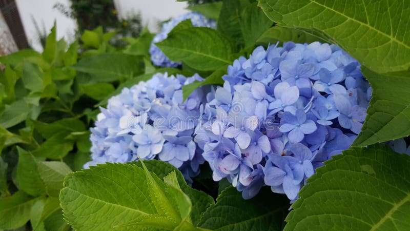Hydrangea Flower in Fansipan Cable Station, Sapa, Vietnam arkivfoton Hydrangea Flower in Fansipan Cable Station, Sapa, Vietnam arkivfoton
