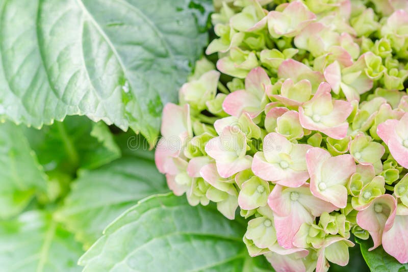 Hydrangea Flower (Hydrangea Macrophylla) Stock Image Image of shrub