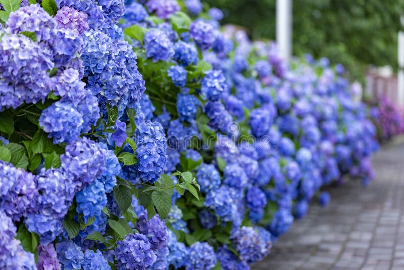 Hydrangea Flower Hydrangea Macrophylla in a Garden. Landscaping Using Hydrangea Macrophylla