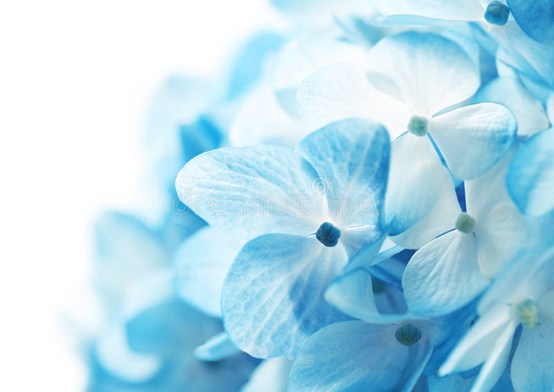 La luz azul hortensias flores.