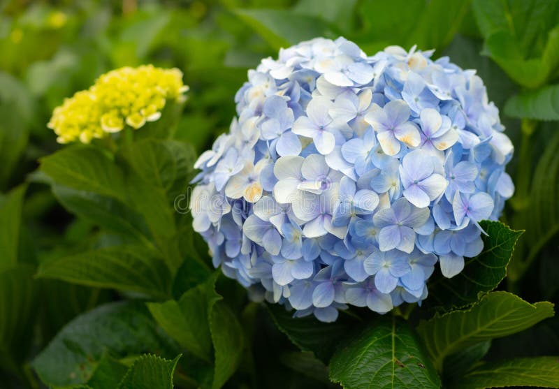 Hydrangea Flowers stock image. Image of abstract, head 116051107