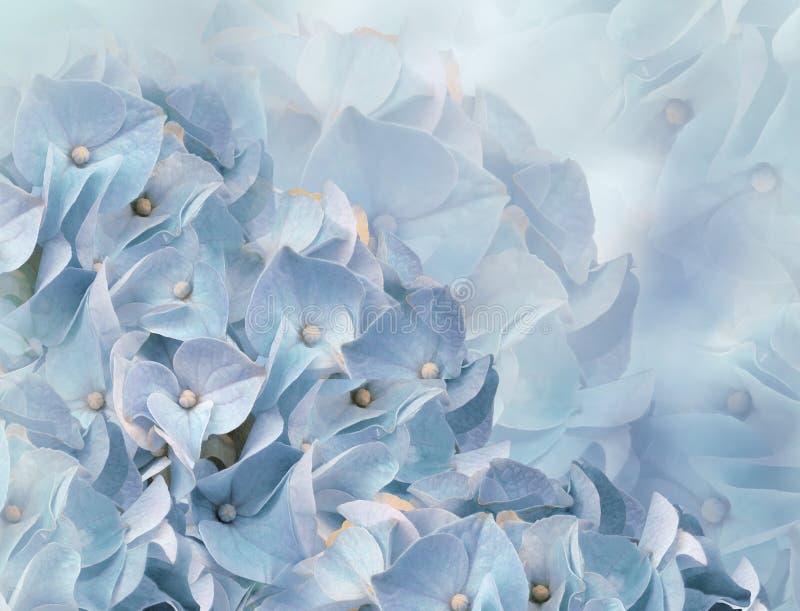 Hydrangea flowers. light blue background. floral collage. flower composition. Close-up.