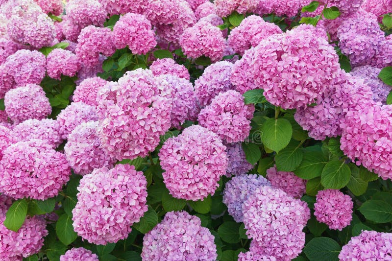 Hydrangea Flowers Hydrangea Macrophylla in the Garden Stock Image