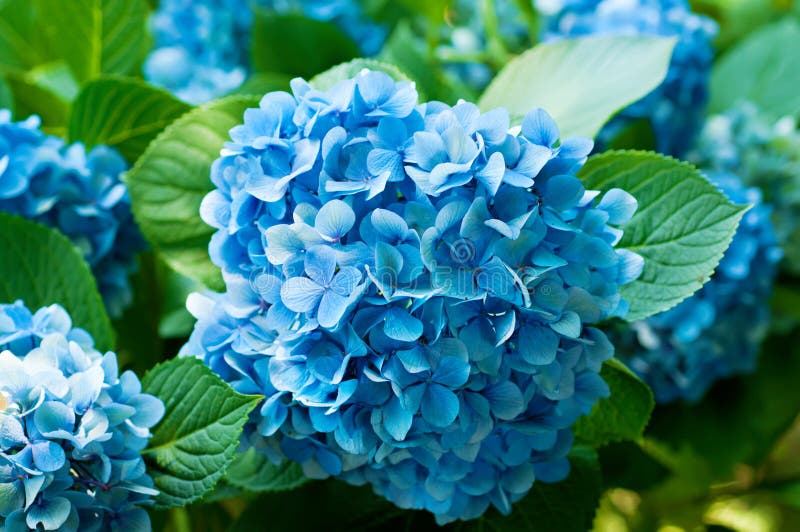 Hydrangea flowers stock photos