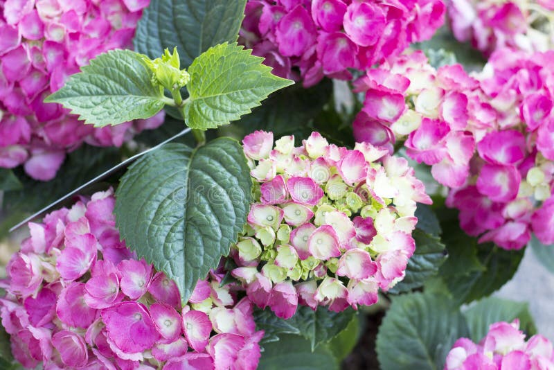 Hydrangea flowers