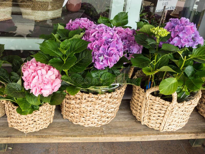 Hydrangea Flowers stock image. Image of shop, garden 60459201