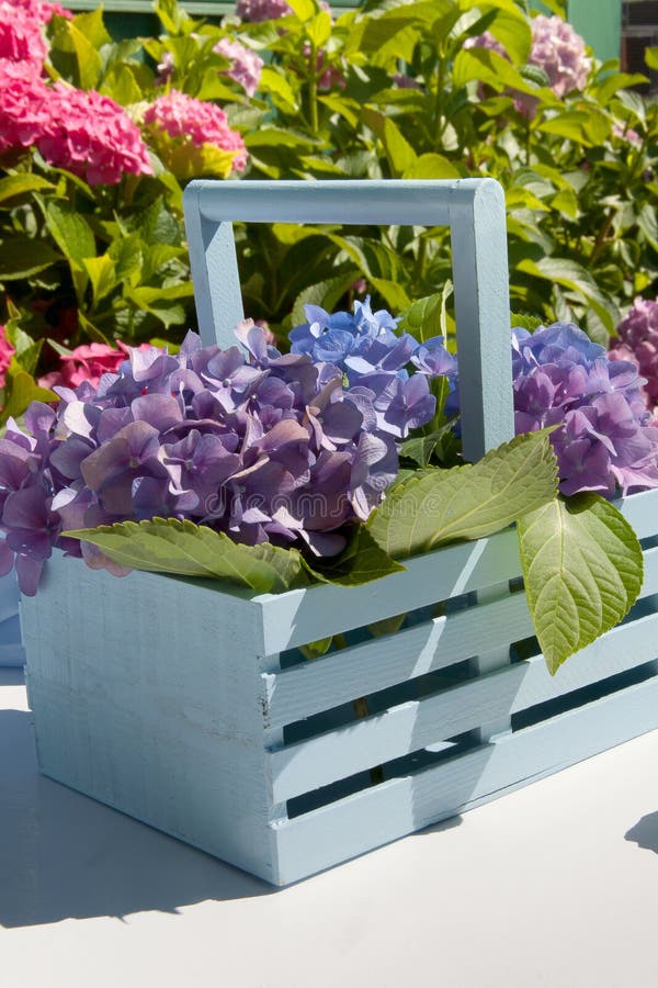 Hydrangea garden detail