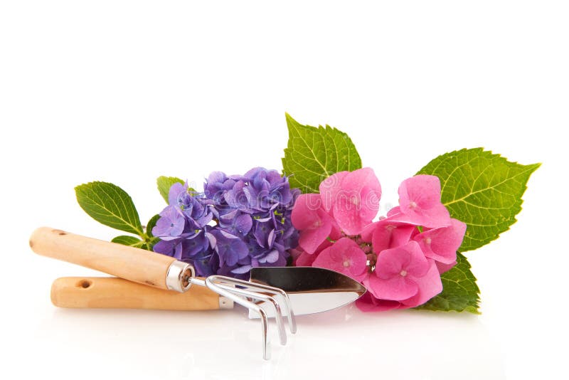 Hydrangea and gardening tools