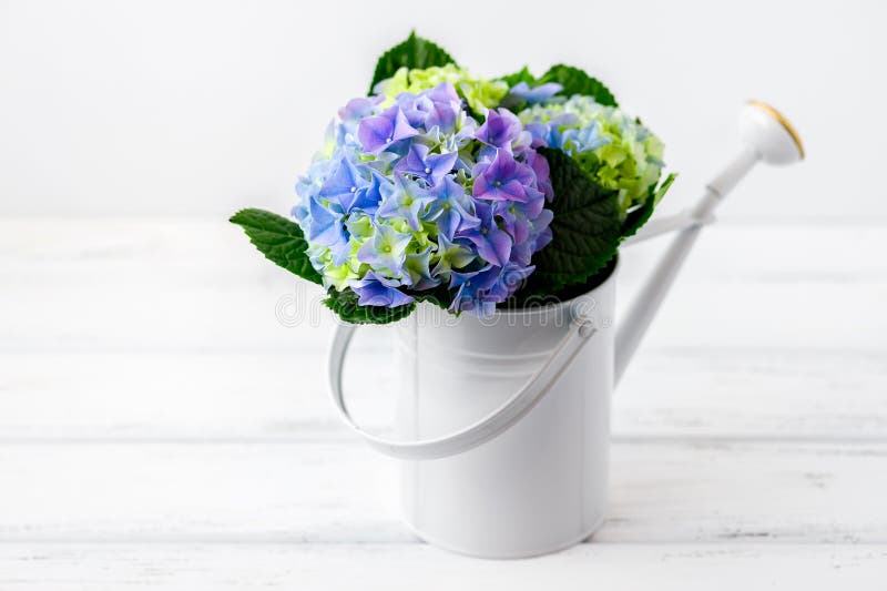 Hydrangea hortensia in bailer stock foto Hydrangea hortensia in bailer stock foto