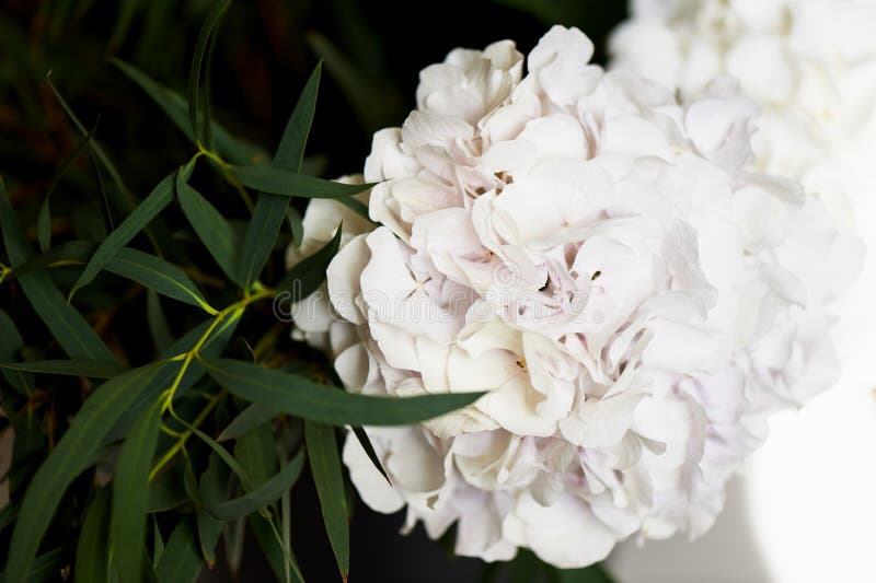 Hydrangea hortensia met één bos van witte bloemen en grote groene bladeren voor een natuurlijke achtergrond royalty-vrije stock foto's Hydrangea hortensia met één bos van witte bloemen en grote groene bladeren voor een natuurlijke achtergrond royalty-vrije stock foto's