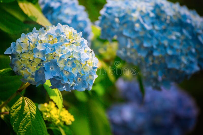 Hydrangea hortensiabloem van Regenachtig seizoen, Japan royalty-vrije stock afbeeldingen Hydrangea hortensiabloem van Regenachtig seizoen, Japan royalty-vrije stock afbeeldingen