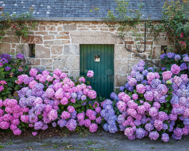 Hydrangea hortensiabloemen en groene huisdeuren royalty-vrije stock foto Hydrangea hortensiabloemen en groene huisdeuren royalty-vrije stock foto