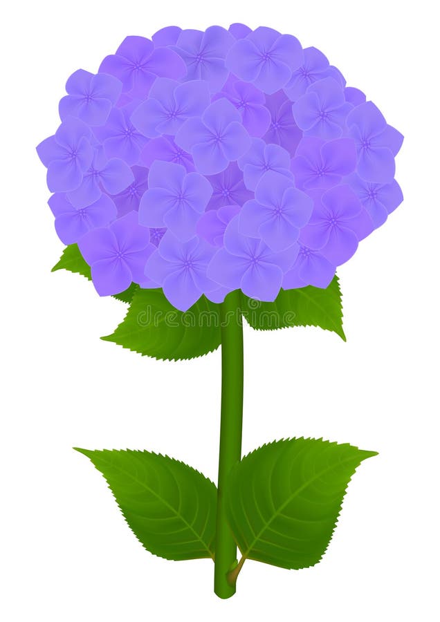 Hydrangea hortensiapurple stock illustratie. Illustration of rang ...