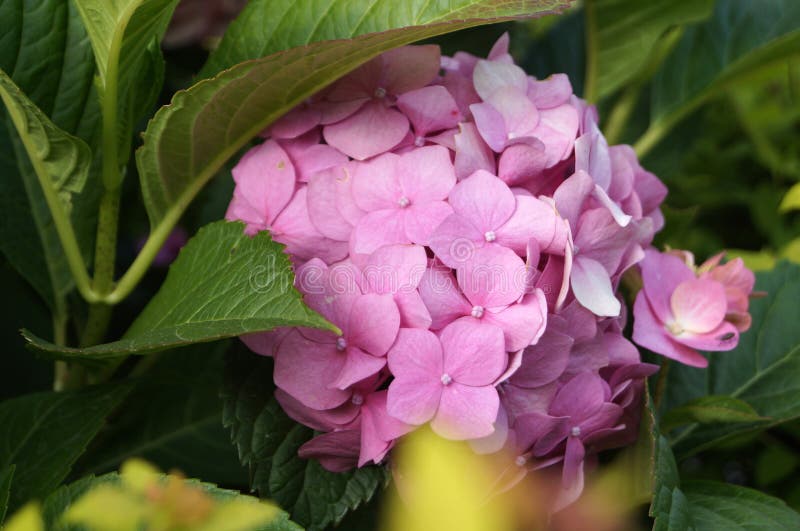 Hydrangea Inflorescence With Small Flowers Stock Image - Image of ...