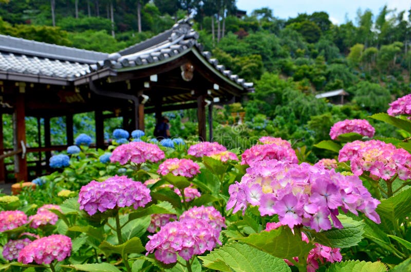 Hydrangea in Japanese Flower Park Stock Image Image of park, japan 141747137