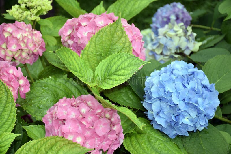 Shoreline Area News In The Garden Now Firefly Hydrangea