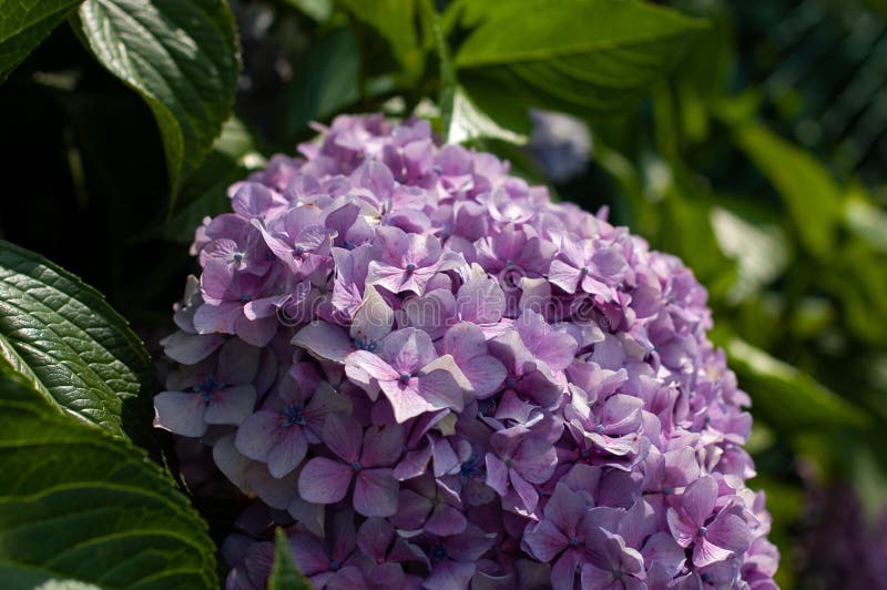 Hydrangea Macrophylla. Beautiful Purple Hydrangea Macrophylla Flower ...