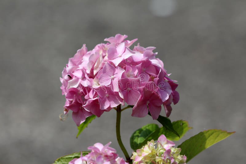 Hydrangea Hydrangea macrophylla in fiore immagine stock