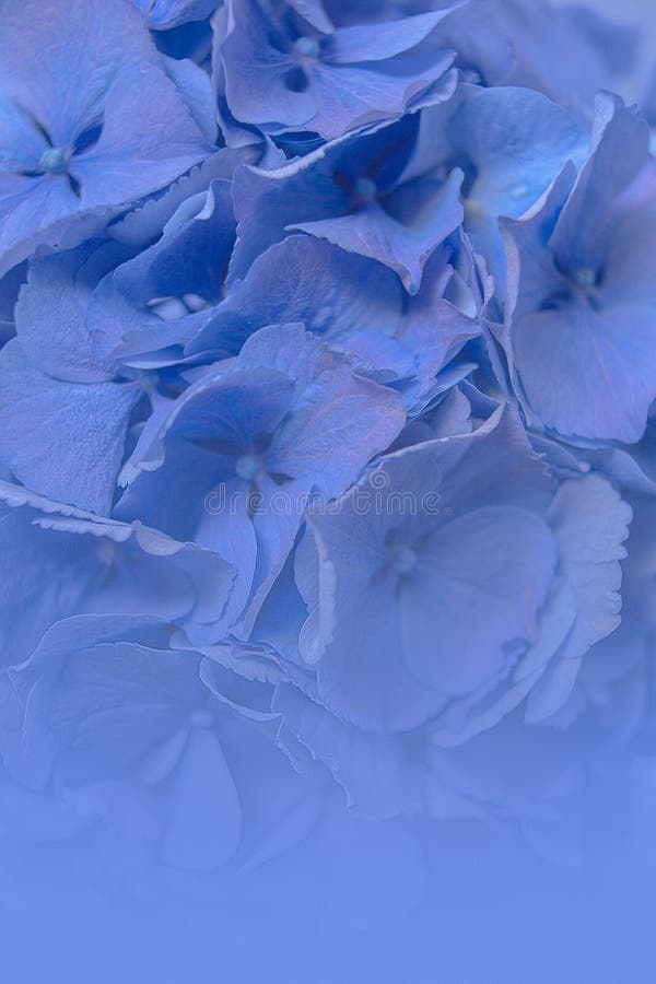Hydrangea Macrophylla or Hortensia Flower in Soft Blue Color Tone. Stock  Image - Image of floral, delicate: 152331353