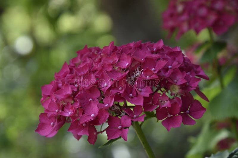 Hydrangea macrophylla a stor rosa blomma royaltyfria foton