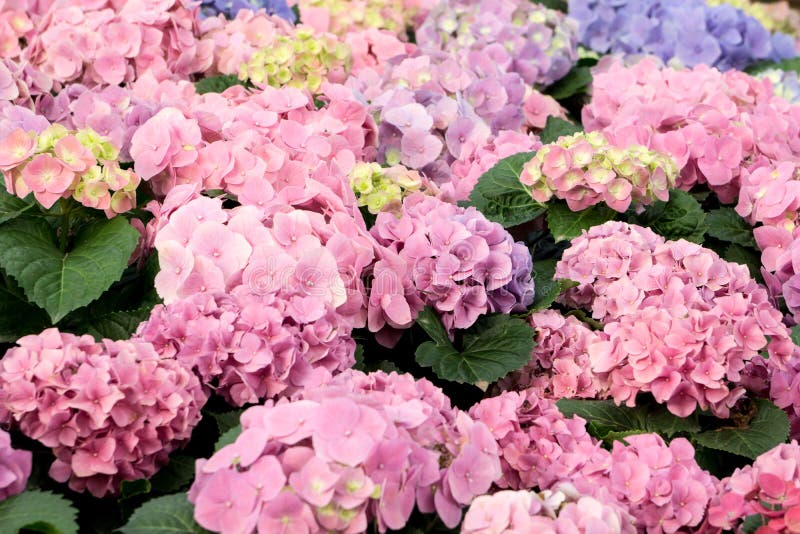 Bicolored Hydrangea Flowers and Stone Wall Stock Image - Image of ...