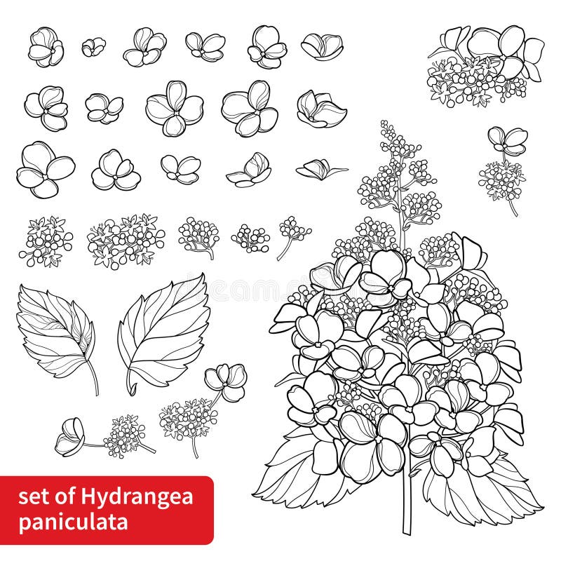 Set with Outline Paniculate Hydrangea or Hortensia Flower Bunch and ...