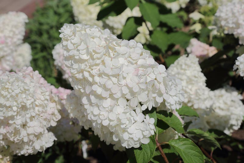 Hydrangea Paniculata plant stock image. Image of open - 123634005