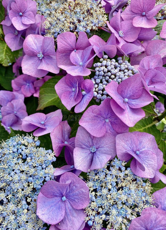 Hydrangea Plant Flowering with Pink Flowers. Stock Image Image of